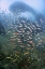 Picture of SCHOOLING FISH OVER BLACK CORAL, PAPUA, INDONESIA