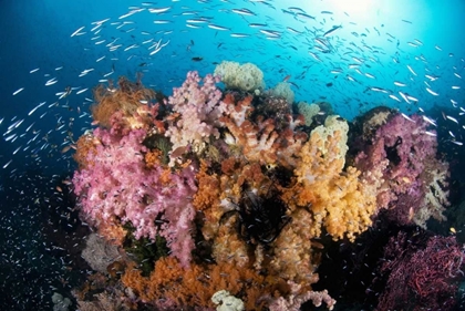 Picture of INDONESIA, PAPUA REEF SCENIC WITH CORAL AND FISH