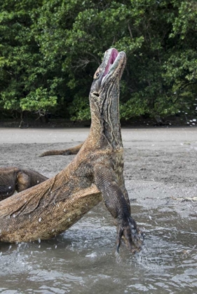 Picture of INDONESIA, RINCA ISLAND, KOMODO NP KOMODO DRAGON