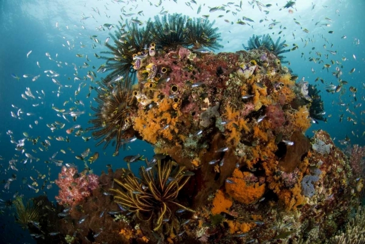 Picture of INDONESIA, PAPUA REEF SCENIC WITH CORAL AND FISH