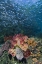 Picture of INDONESIA, TRITON BAY SCHOOL OF SILVERSIDES FISH