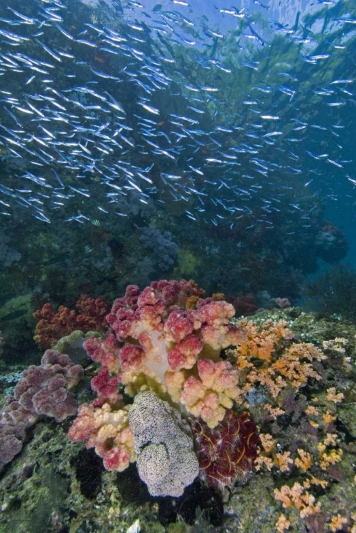 Picture of INDONESIA, TRITON BAY SCHOOL OF SILVERSIDES FISH