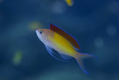 Picture of SOLOMON ISLANDS A DISPLAYING MALE REDFIN ANTHIAS