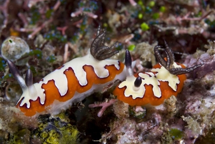 Picture of INDONESIA, LEMBEH STRAITS TWO NUDIBRANCH FEEDING