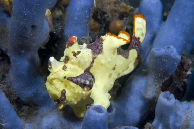 Picture of INDONESIA, LEMBEH STRAITS ANGLERFISH AWAITS PREY