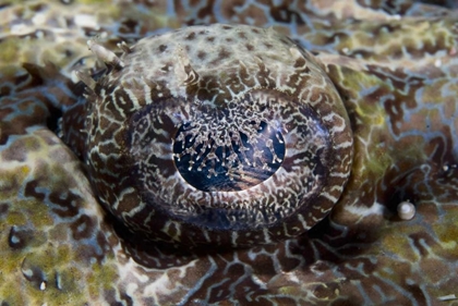 Picture of INDONESIA, LEMBEH STRAITS EYE OF A CROCODILEFISH