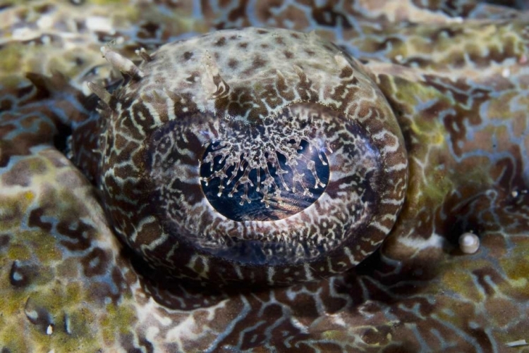 Picture of INDONESIA, LEMBEH STRAITS EYE OF A CROCODILEFISH