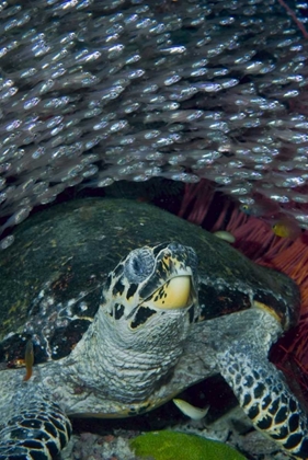 Picture of INDONESIA GLASSFISH SWIM WITH A HAWKSBILL TURTLE