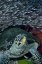 Picture of INDONESIA GLASSFISH SWIM WITH A HAWKSBILL TURTLE