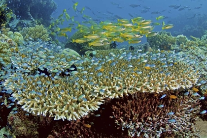 Picture of DAMSELFISH AND SNAPPERS, MISOOL, PAPUA, INDONESIA