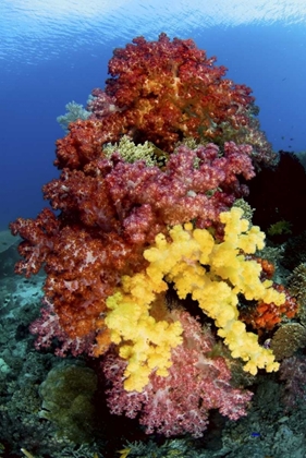 Picture of CORALS ON REEF, IRIAN JAYA, WEST PAPUA, INDONESIA