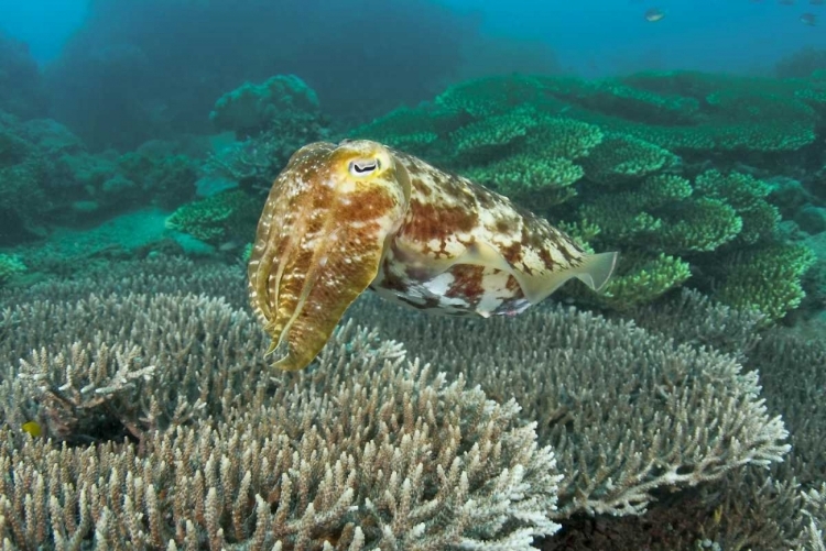 Picture of CUTTLEFISH, BUYAT BAY, SULAWESI ISLAND, INDONESIA