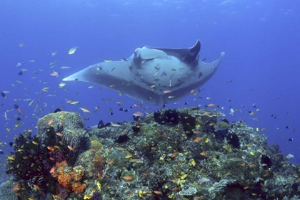Picture of MANTA RAY GLIDES OVER REEF, IRIAN JAYA, INDONESIA