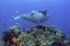 Picture of MANTA RAY GLIDES OVER REEF, IRIAN JAYA, INDONESIA