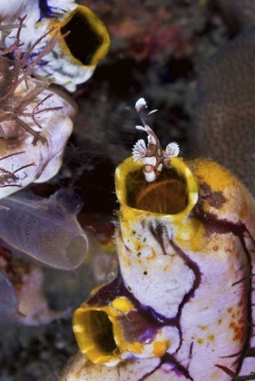 Picture of INDONESIA, SWEETLIP FISH IN A SEA SQUIRTS SIPHON