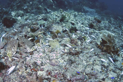 Picture of INDONESIA, PAPUA, FAM, PENEMU ISLANDS DEAD REEFS