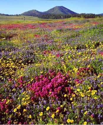 Picture of CA, CUYAMACA RANCHO SP FLOWER