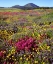 Picture of CA, CUYAMACA RANCHO SP FLOWER