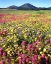 Picture of CA, CUYAMACA RANCHO SP FLOWER