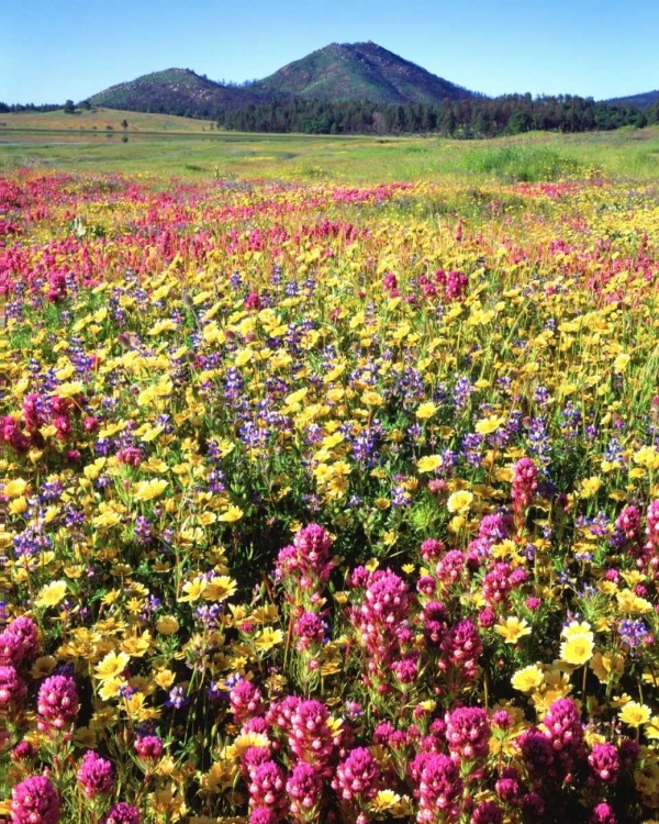 Picture of CA, CUYAMACA RANCHO SP FLOWER