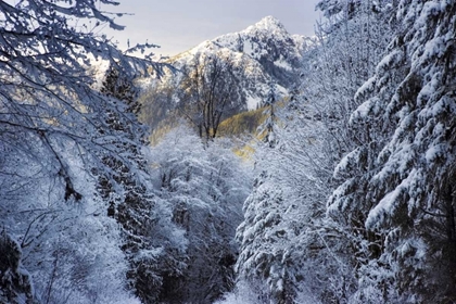 Picture of WA, OLYMPIC NP WINTER HAMMA HAMMA RIVER VALLEY