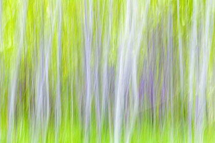 Picture of WA, YAKIMA RIVER TRAIL ABSTRACT OF ASPEN TREES