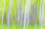 Picture of WA, YAKIMA RIVER TRAIL ABSTRACT OF ASPEN TREES