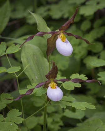 Picture of WA, KAMIAK BUTTE CO PARK LADY SLIPPER ORCHIDS