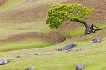 Picture of WA, SAN JUANS MAPLE TREE SCENIC ON SPIEDEN ISL