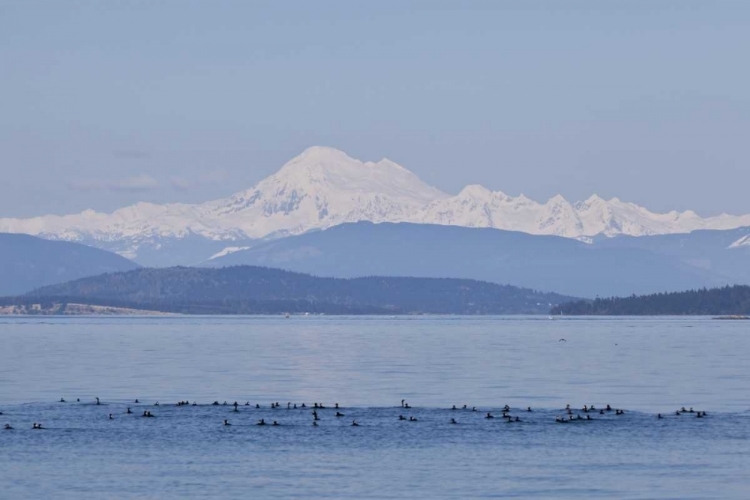 Picture of WA, SAN JUANS MT BAKER SEEN FROM THE SAN JUANS