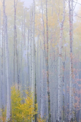 Picture of CO, GRAND MESA COMPOSITE OF FOGGY ASPEN FOREST