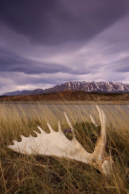 Picture of CANADA, BC, YUKON, MOOSE ANTLER AND LANDSCAPE