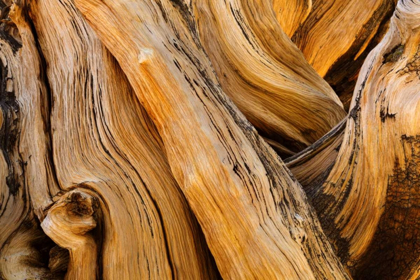 Picture of CA, WHITE MTS WILDERNESS BRISTLECONE PINE WOOD