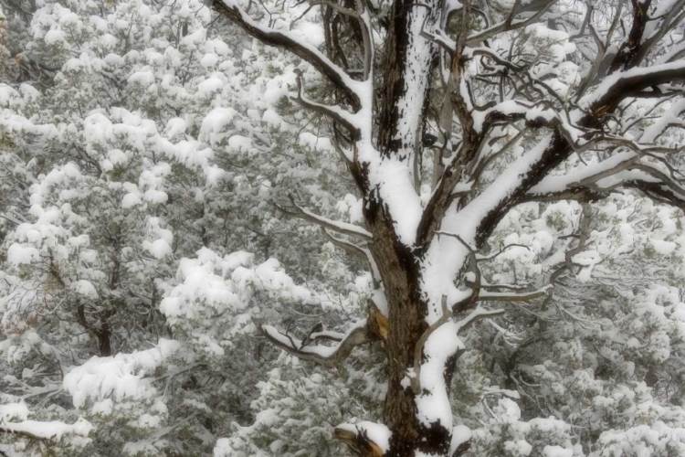 Picture of UT, JUNIPER AND PINES BLANKETED WITH FRESH SNOW