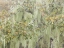 Picture of CA, LOS OSOS OAKS STATE RESERVE LICHENS ON OAK