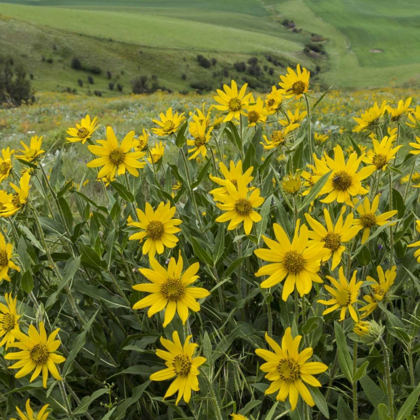 Picture of WA, KAMIAK BUTTE CO PARK DOUGLASS SUNFLOWERS