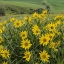 Picture of WA, KAMIAK BUTTE CO PARK DOUGLASS SUNFLOWERS