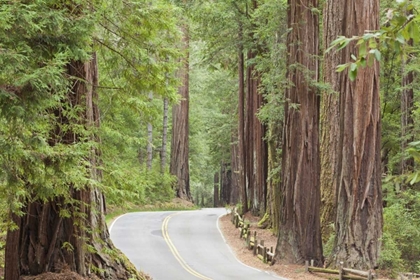 Picture of CA, ROAD THROUGH REDWOODS IN BIG BASIN REDWOODS