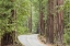 Picture of CA, ROAD THROUGH REDWOODS IN BIG BASIN REDWOODS