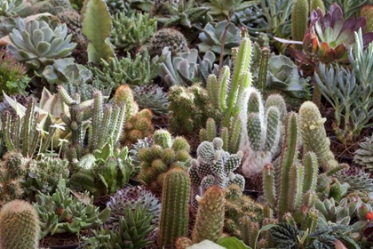 Picture of MEXICO CACTI ON DISPLAY AT CANDELARIA FESTIVAL
