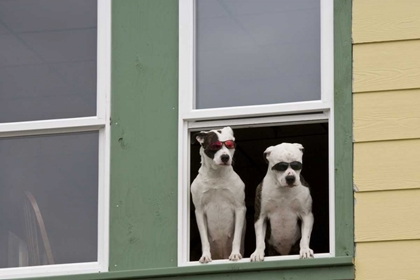 Picture of AK, KETCHIKAN DOGS IN A WINDOW WITH SUNGLASSES
