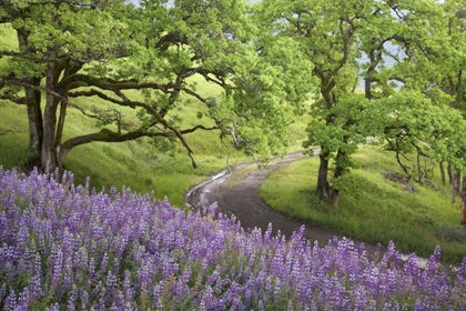 Picture of CA, REDWOODS ROAD WINDS PAST FLOWERS AND TREES