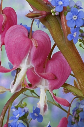 Picture of BLEEDING HEARTS AND BRUNNERA JACK FROST FLOWERS