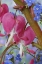 Picture of BLEEDING HEARTS AND BRUNNERA JACK FROST FLOWERS