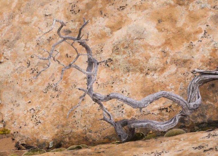 Picture of UT, DIXIE NF TWISTED DEAD BRANCH AND ROCK WALL