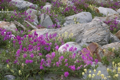 Picture of AK, ALSEK-TATSHENSHINI ROCK GARDEN AND FLOWERS