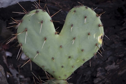 Picture of TX, GUADALUPE MOUNTAINS NP PRICKLY-PEAR CACTUS