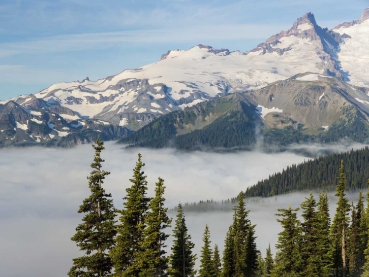 Picture of WA, MT RAINIER NP LANDSCAPE FROM SUNRISE POINT