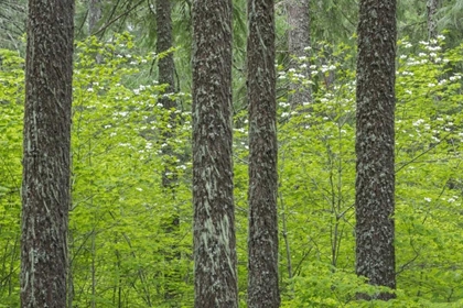 Picture of WA, GIFFORD PINCHOT NF TREE TRUNKS IN A FOREST