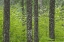 Picture of WA, GIFFORD PINCHOT NF TREE TRUNKS IN A FOREST